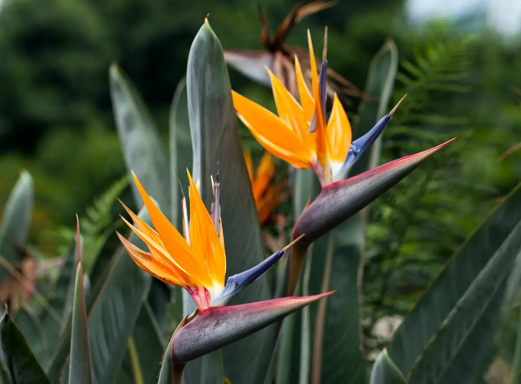 Bird of Paradise symbolism