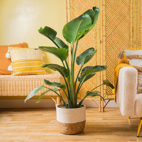 Strelitzia nicolai
