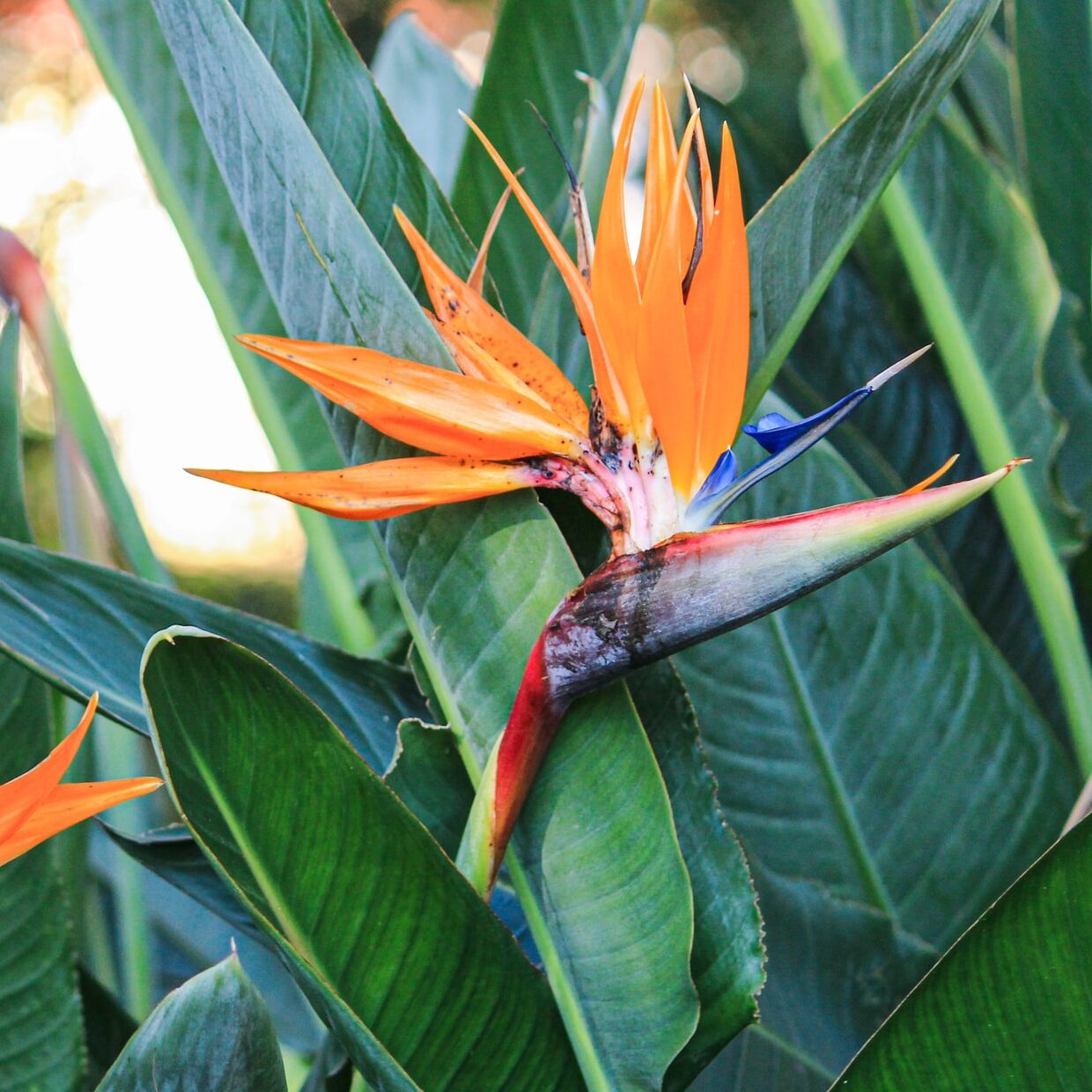 Tropical Bird of Paradise