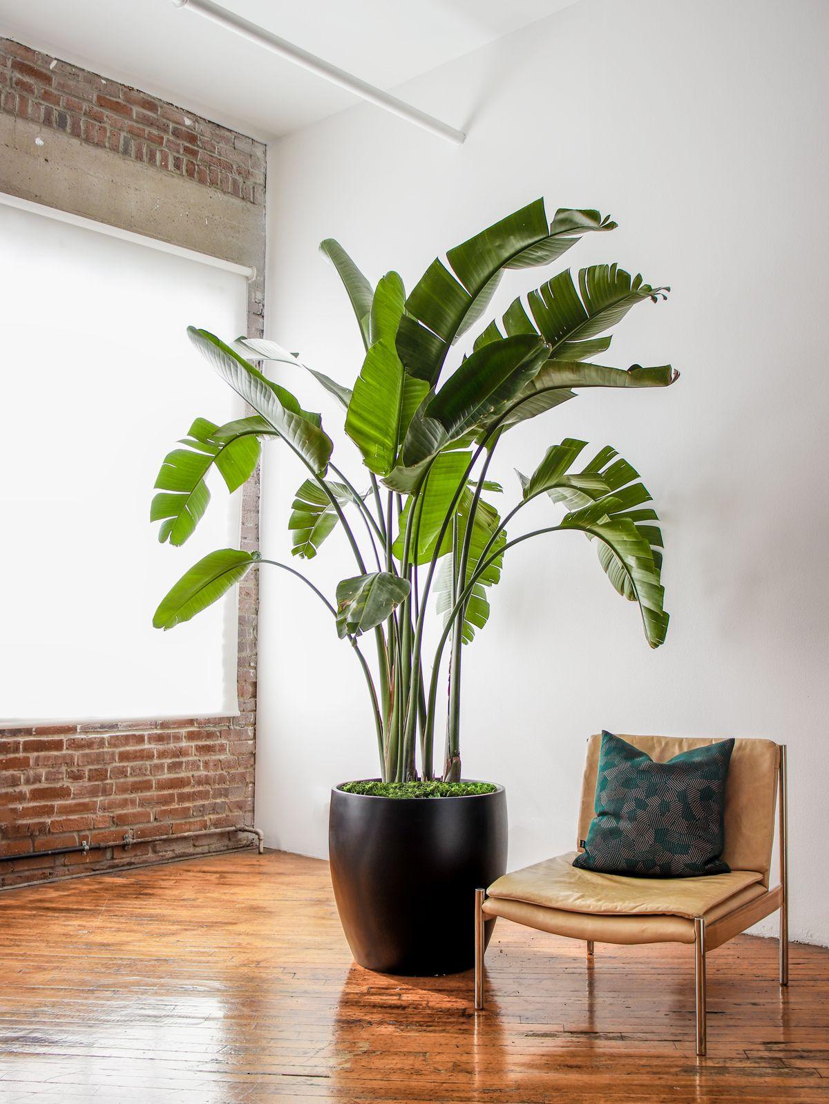 White Bird of Paradise