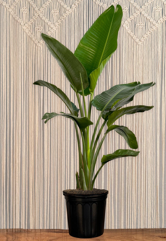 Bird of Paradise plant care
