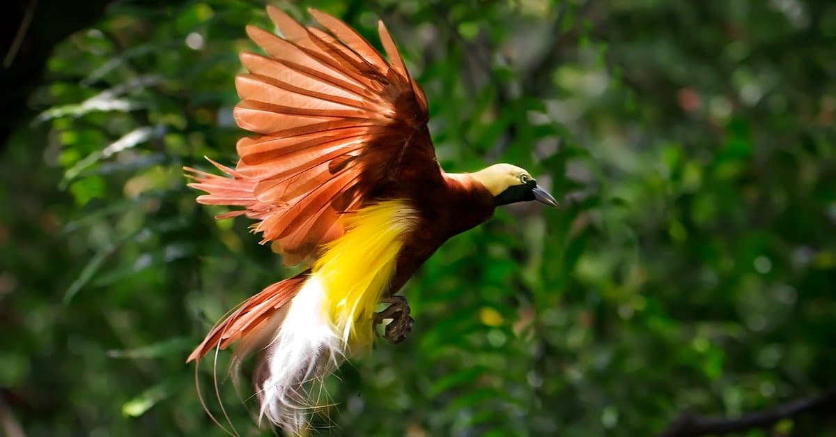 Bird of Paradise flower meaning