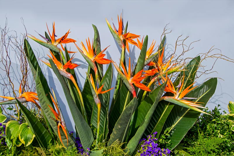 Bird of Paradise symbolism