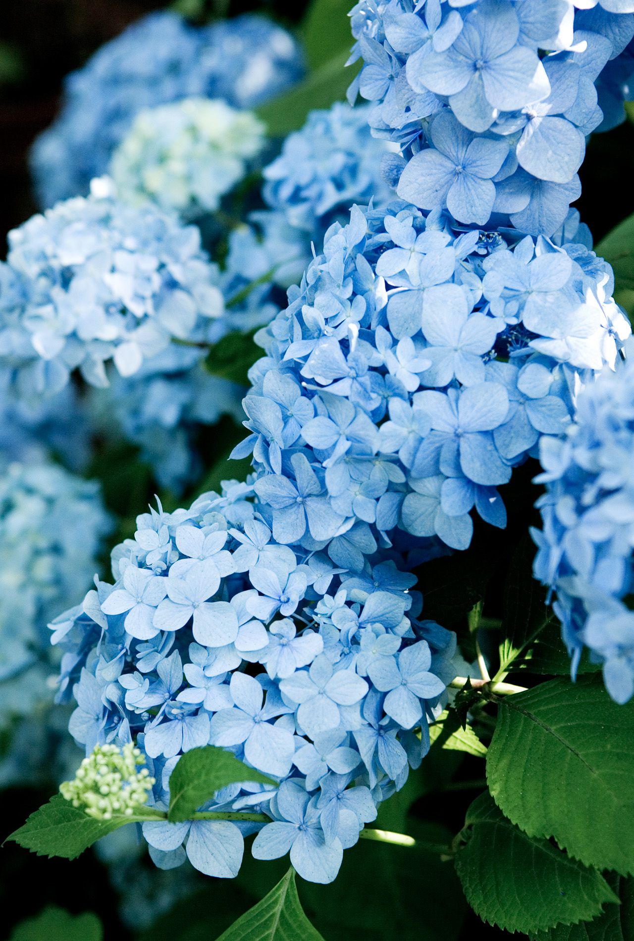 blue flower meanings