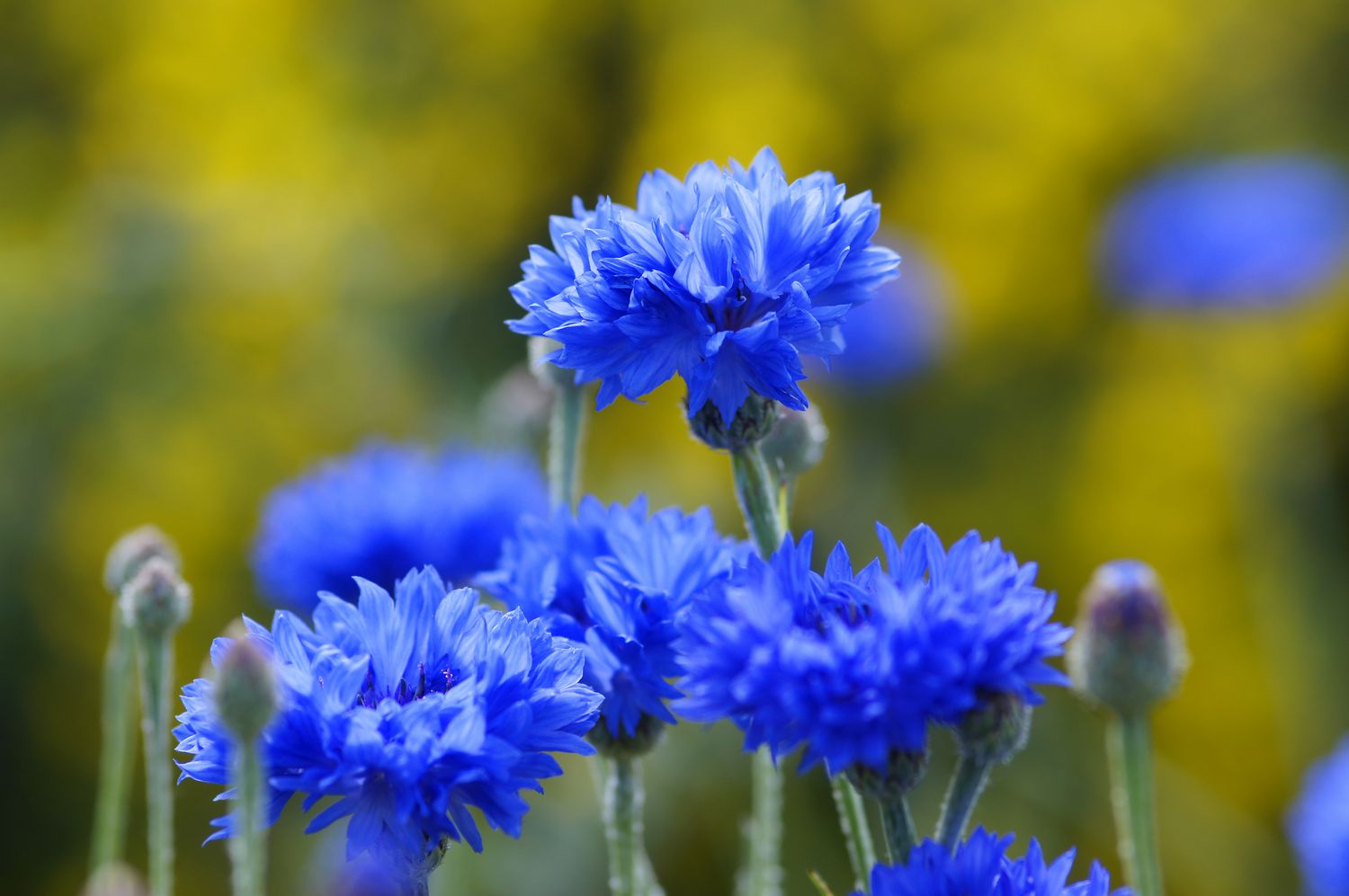 symbolism of blue flowers