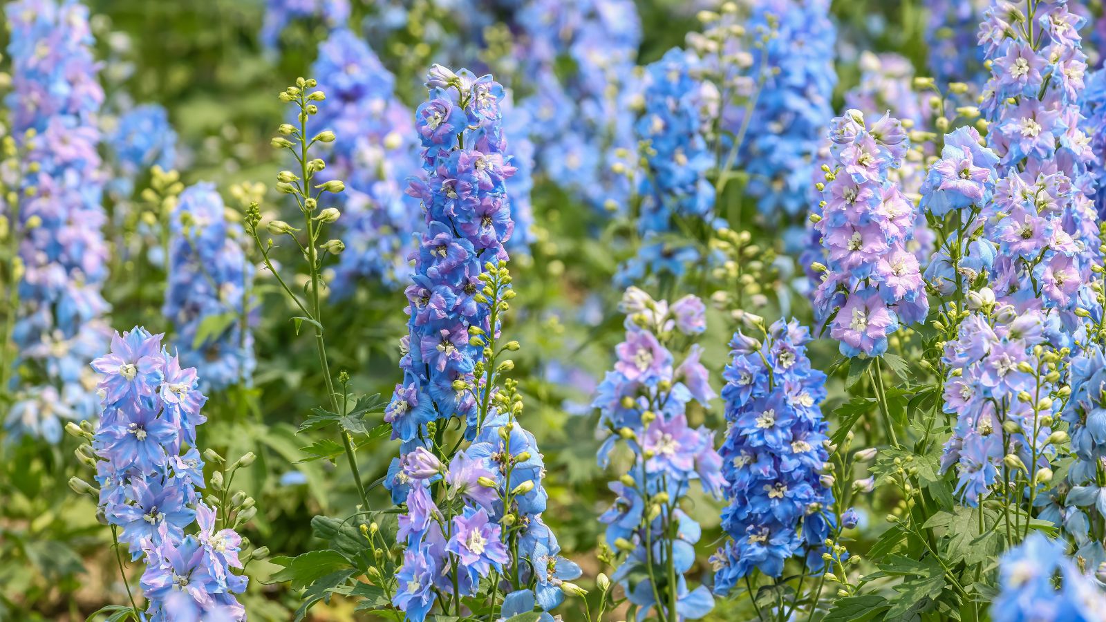 blue flower meanings