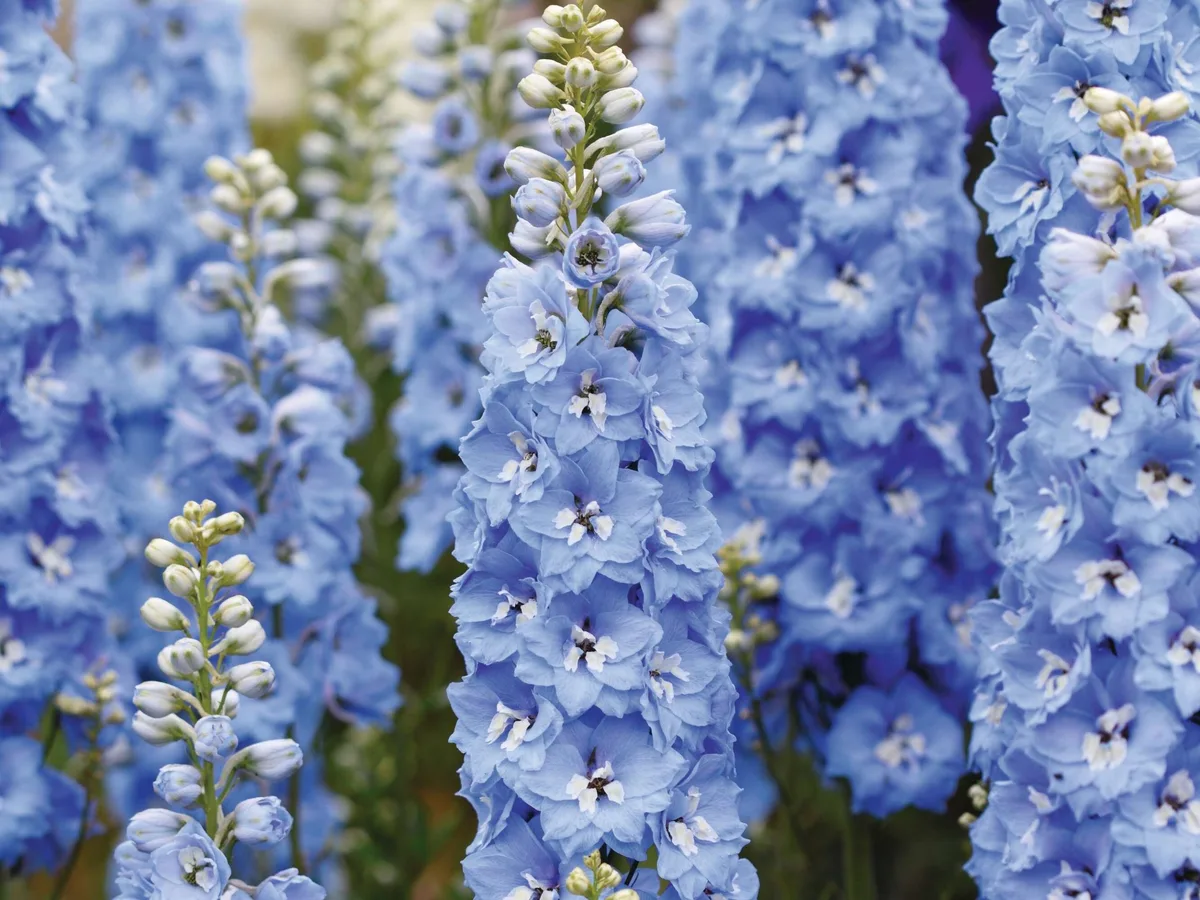 blue flower species