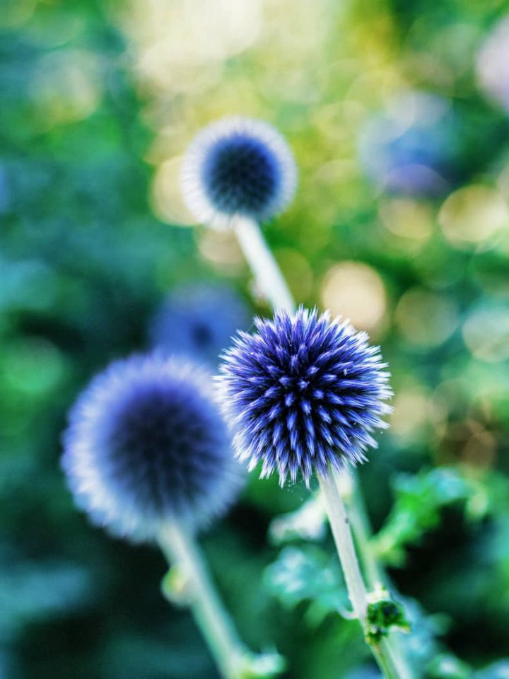 low-maintenance blue flowers