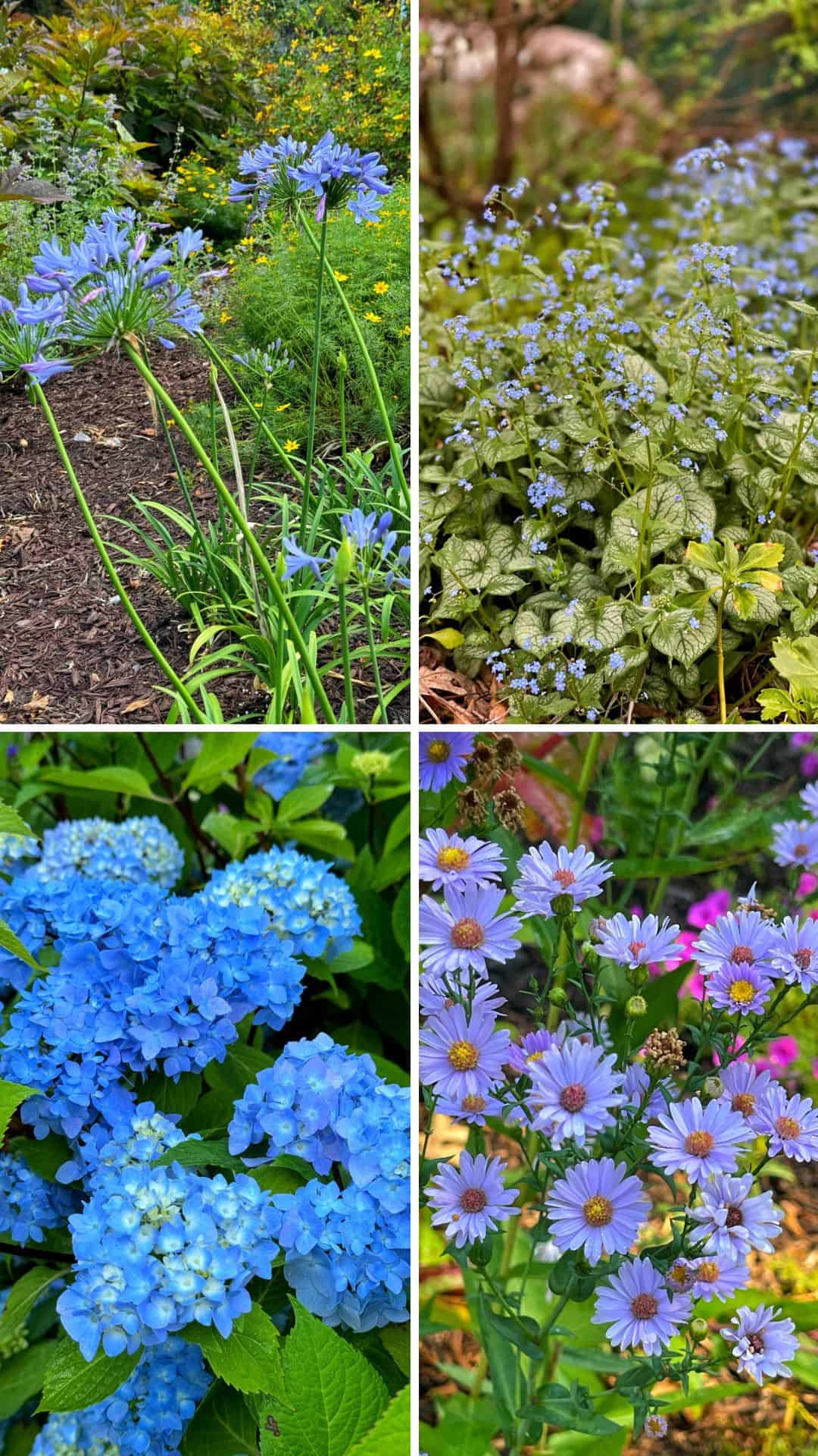 sun-loving blue flowers