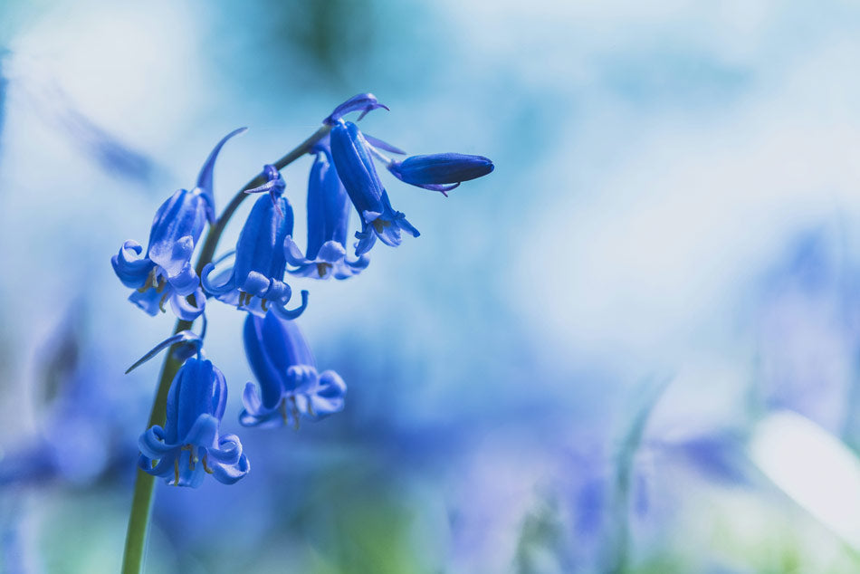 blue flowers for pollinators