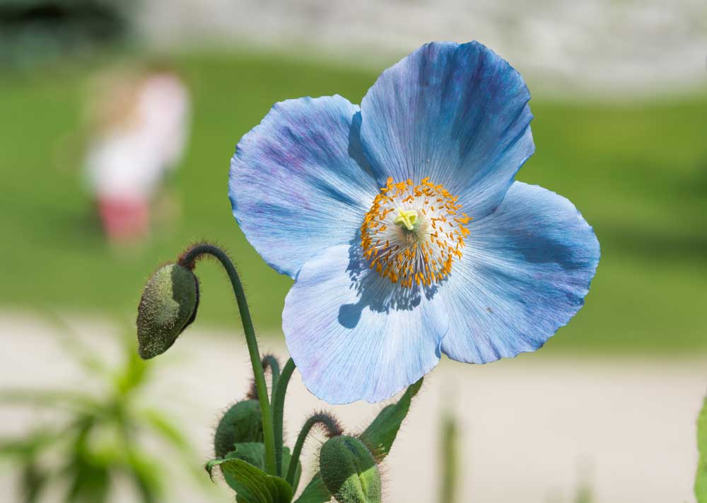 blue flower meanings