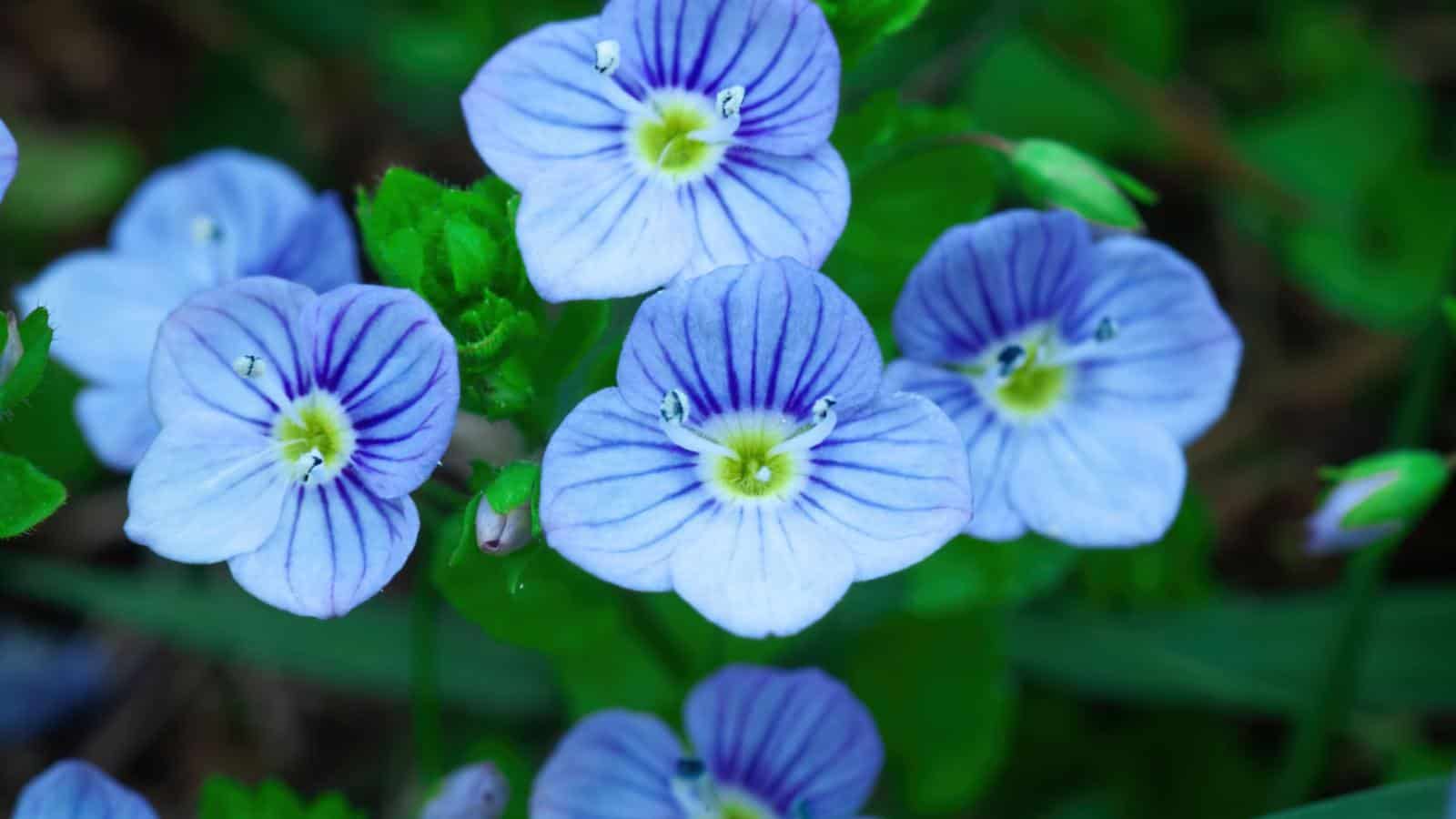 symbolism of blue flowers