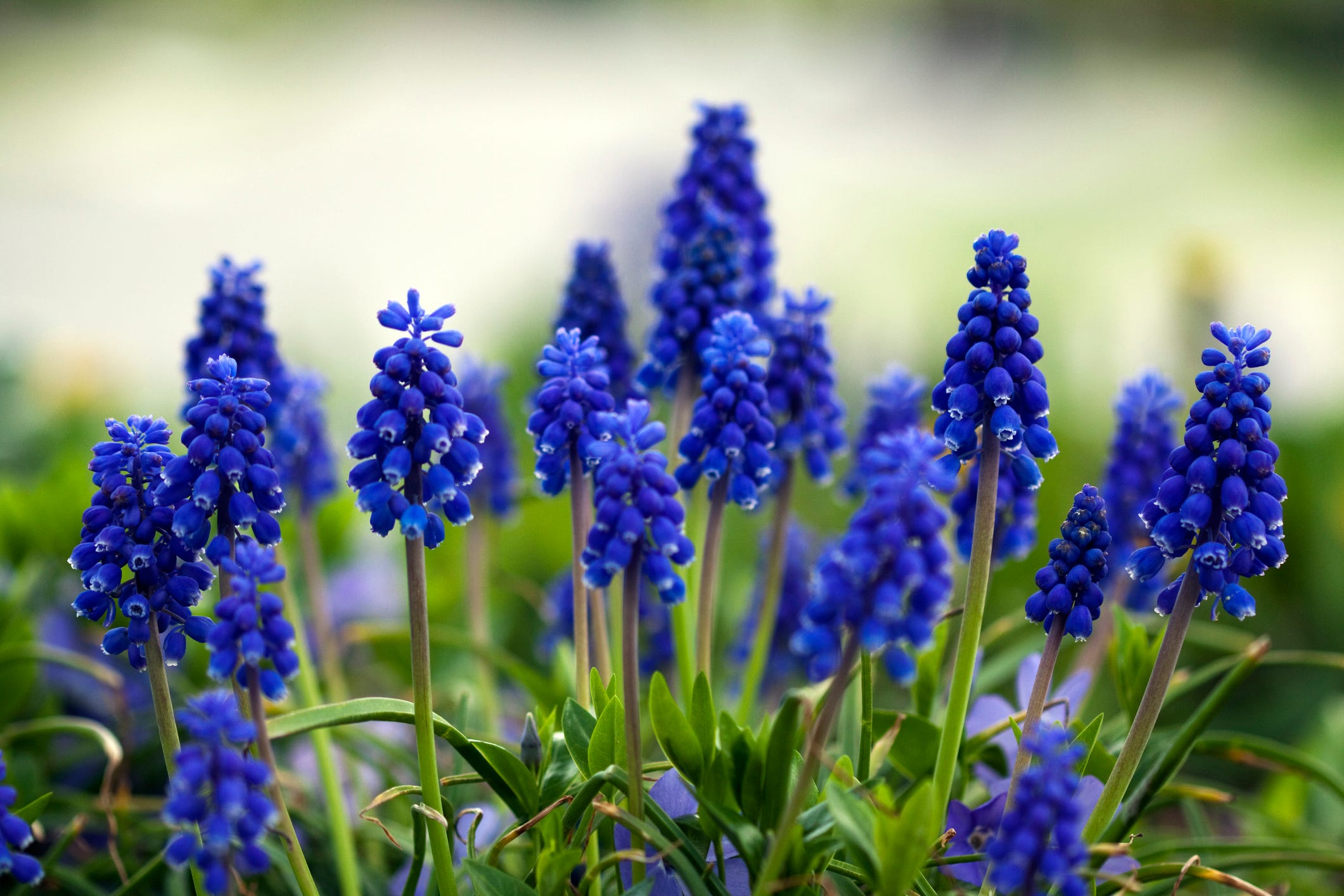 plants with blue blooms