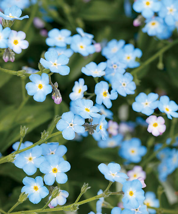 shade-loving blue flowers