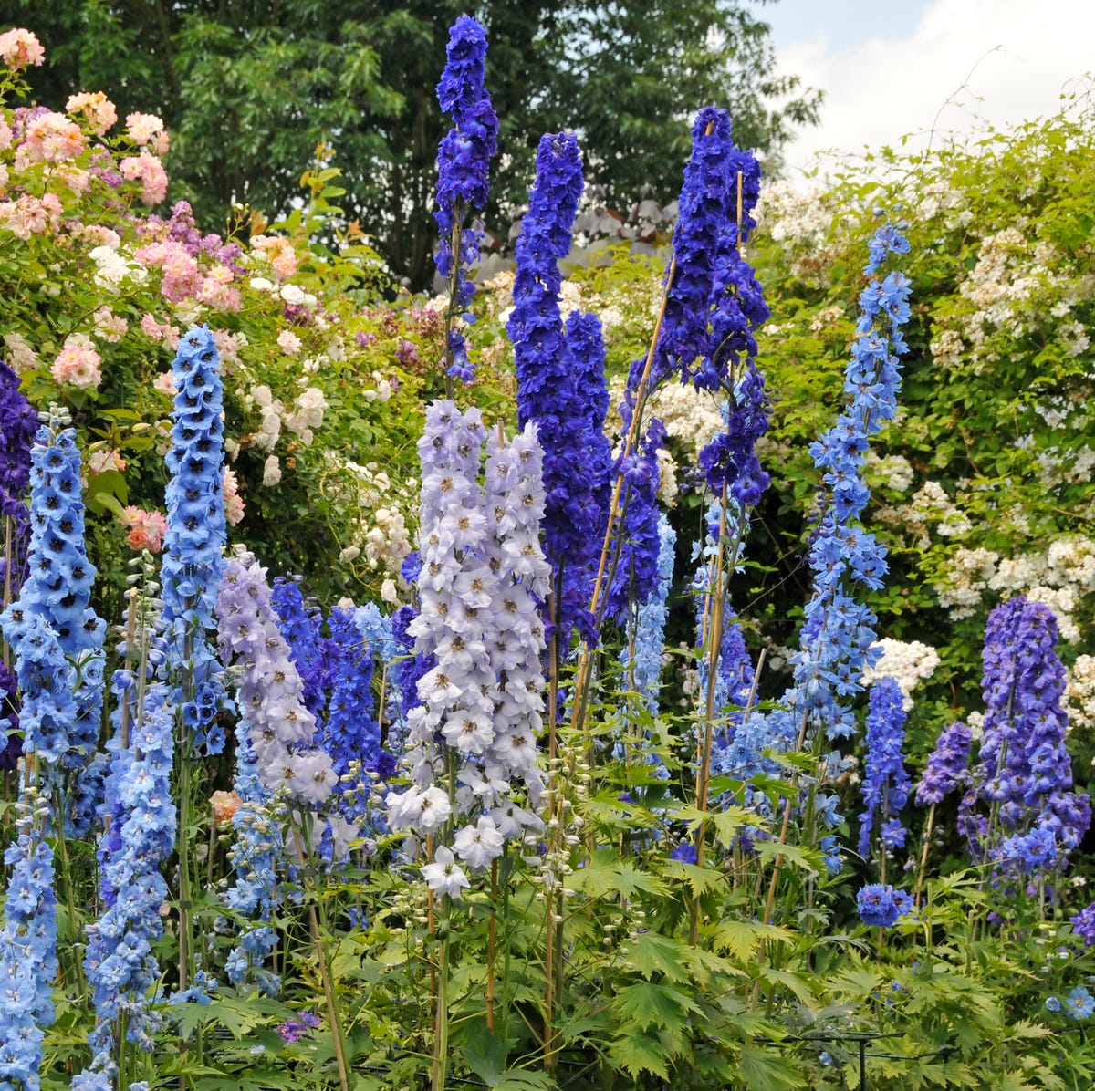 sun-loving blue flowers