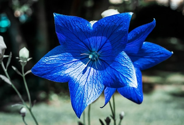 blue flowers for pollinators