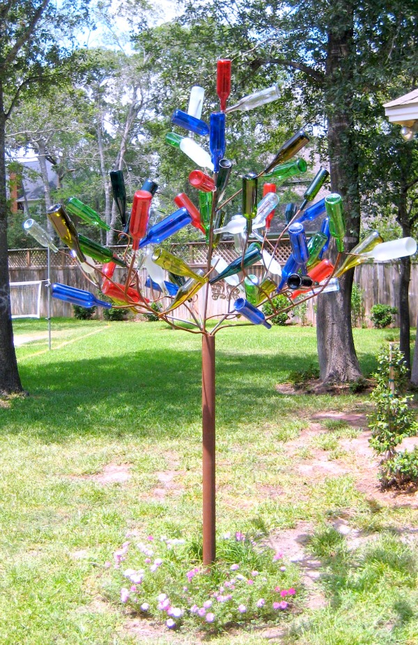 Queensland Bottle Tree