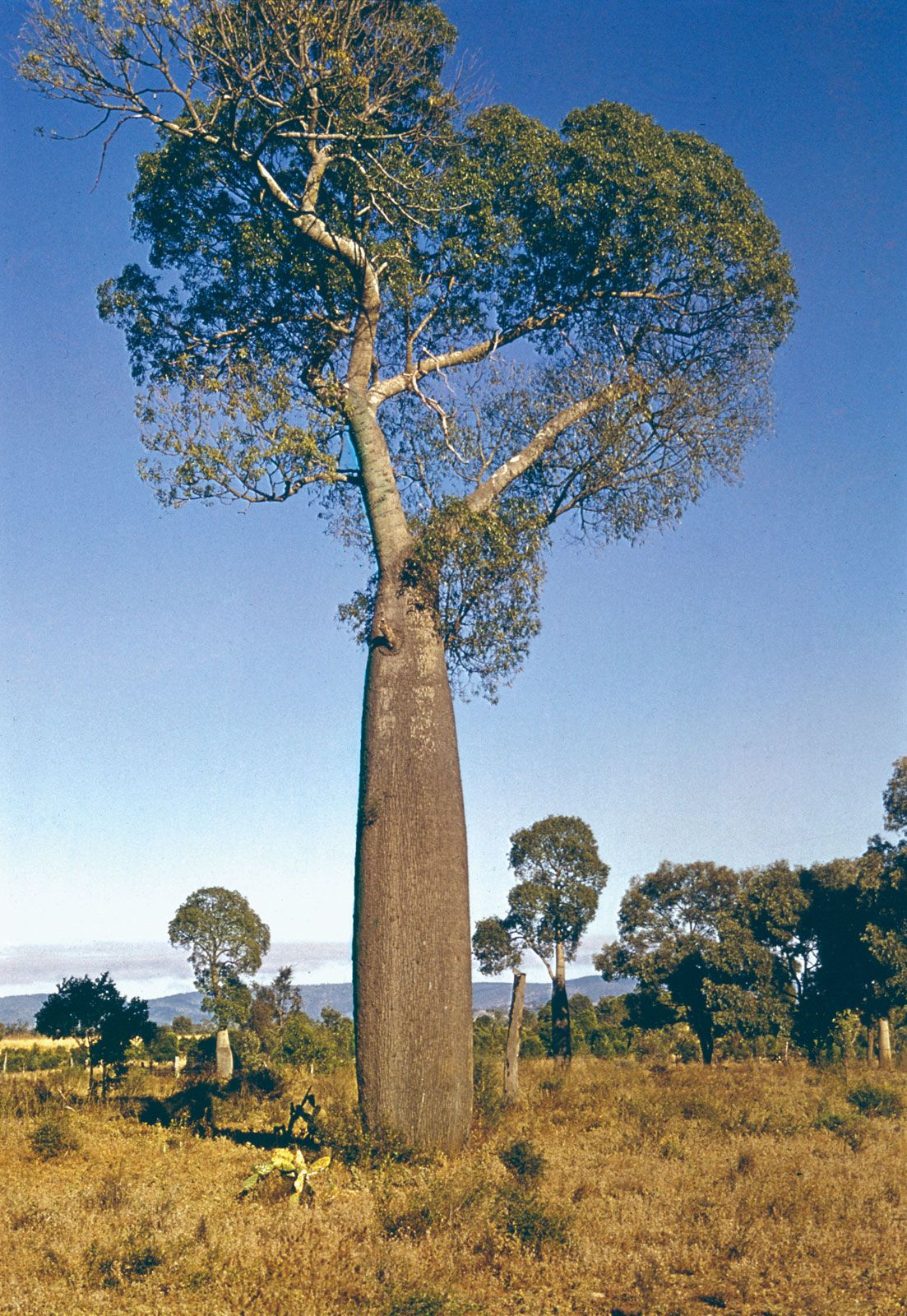 Baobab tree