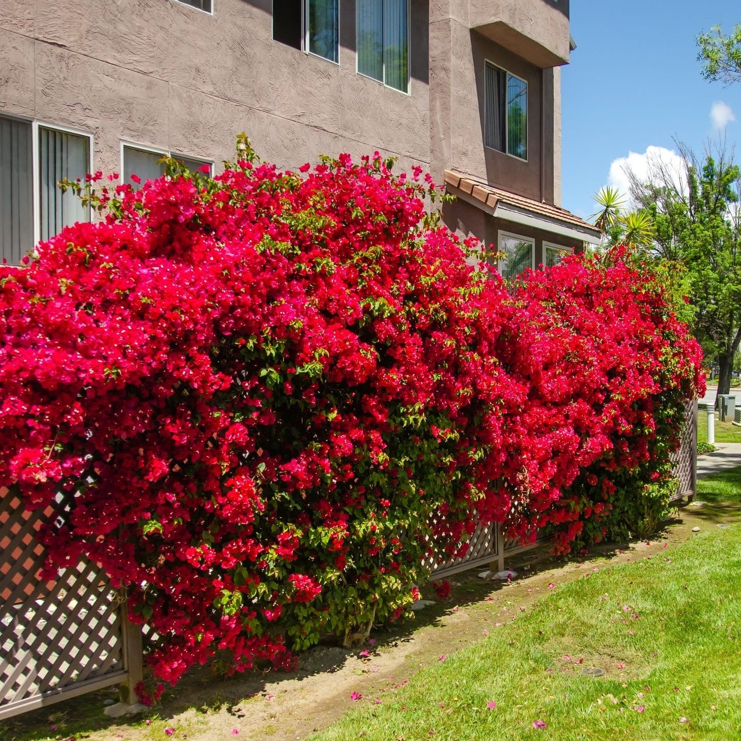 Bougainvillea care guide