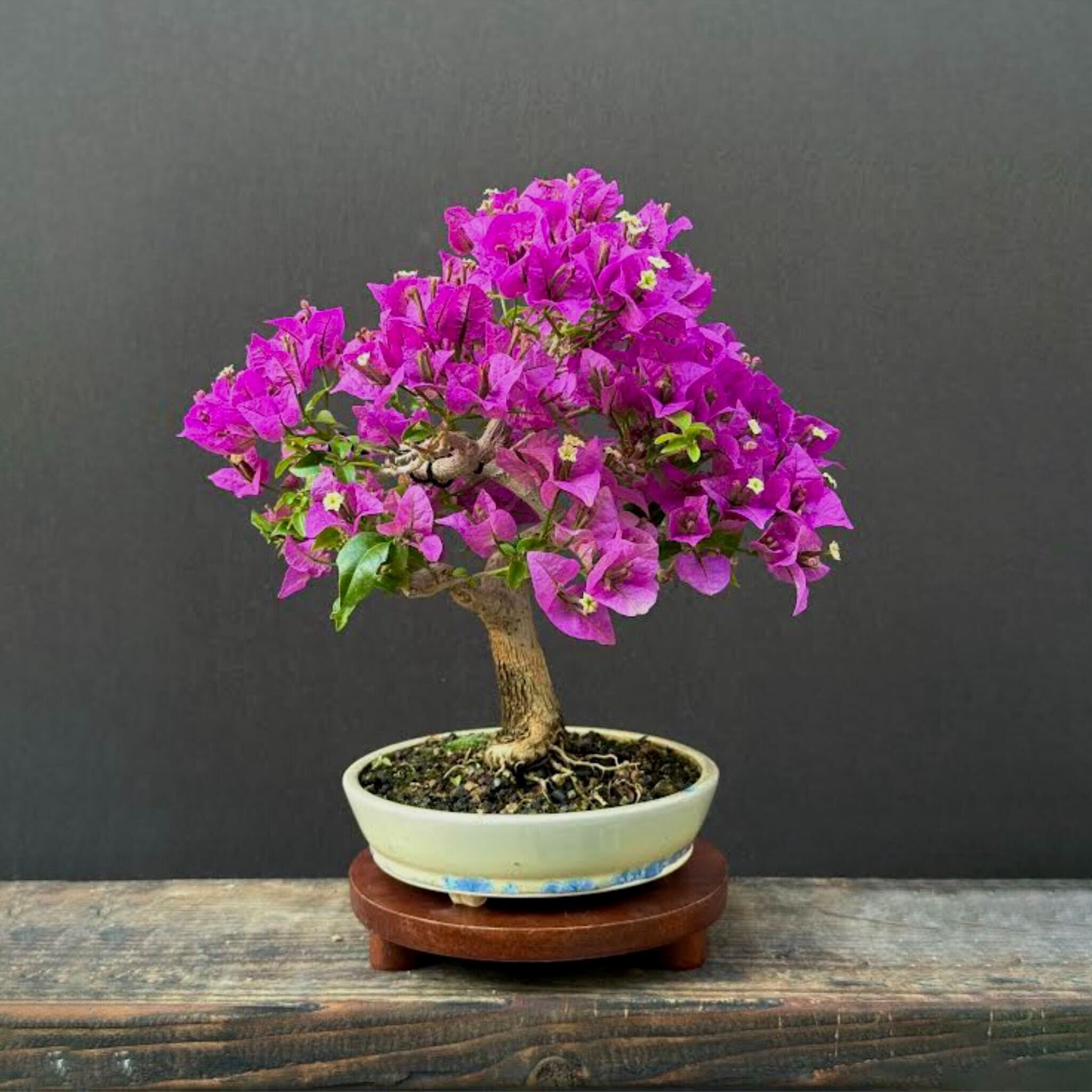 Growing bougainvillea