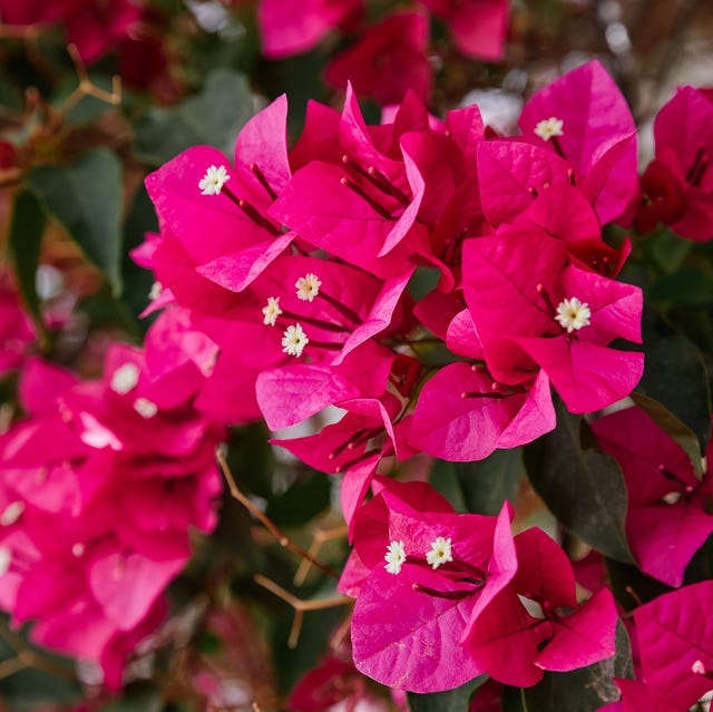 Bougainvillea plant care