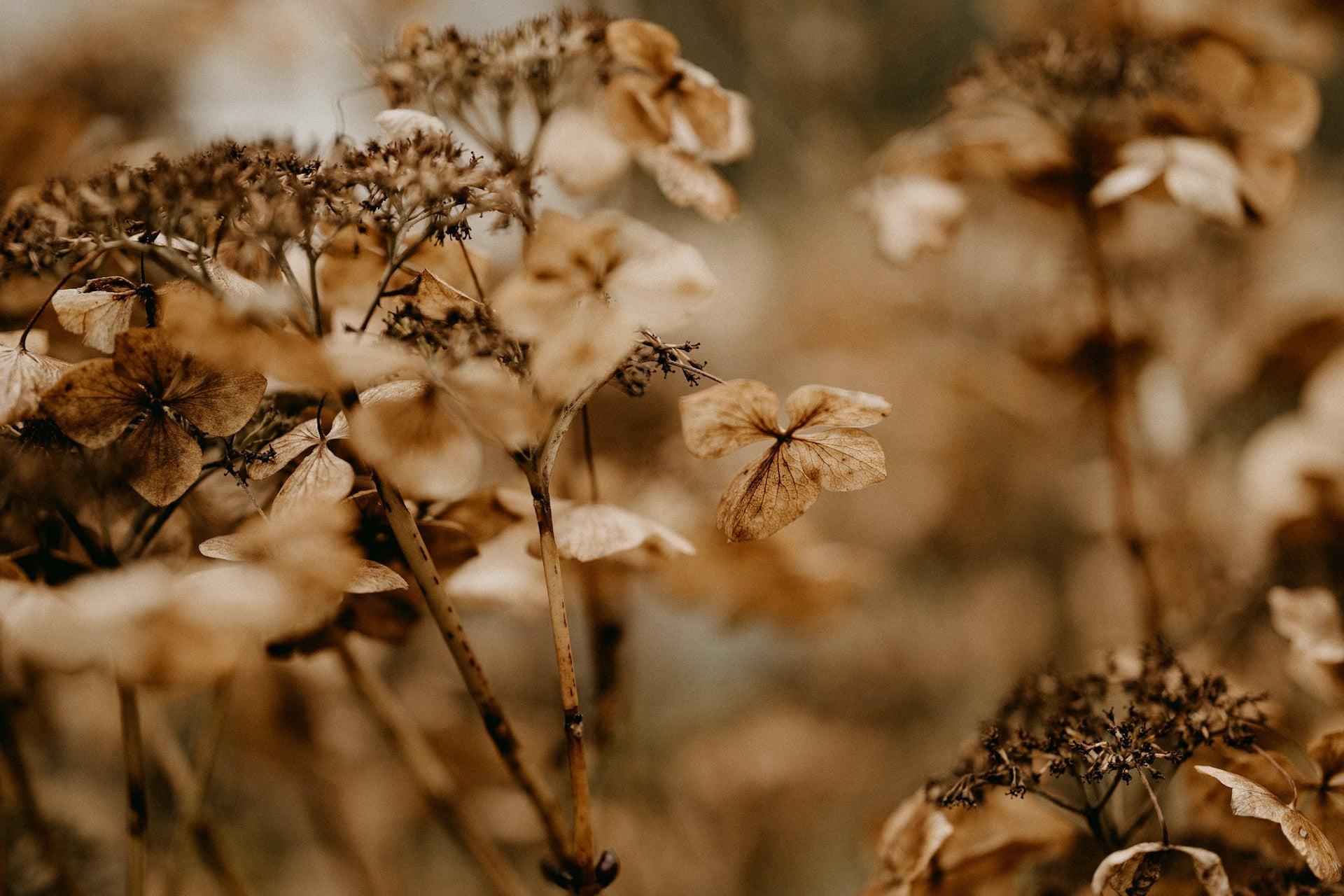 chocolate colored flowers