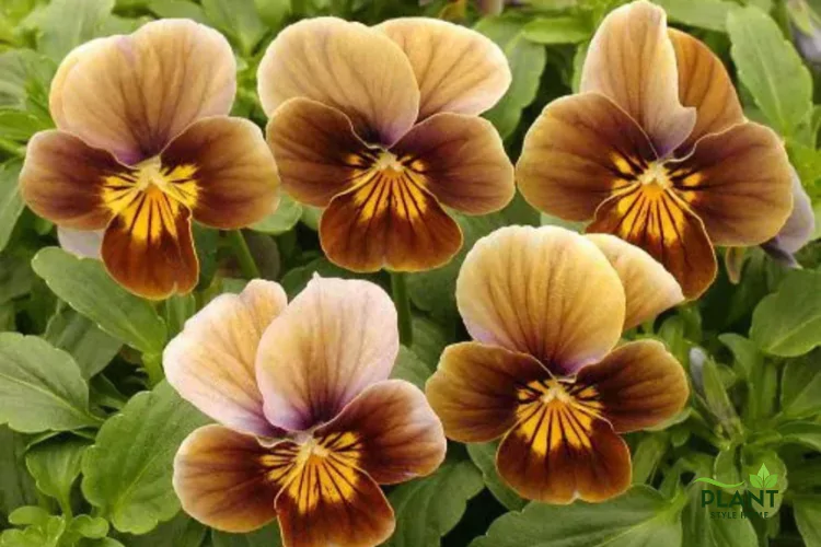 dark brown flowers
