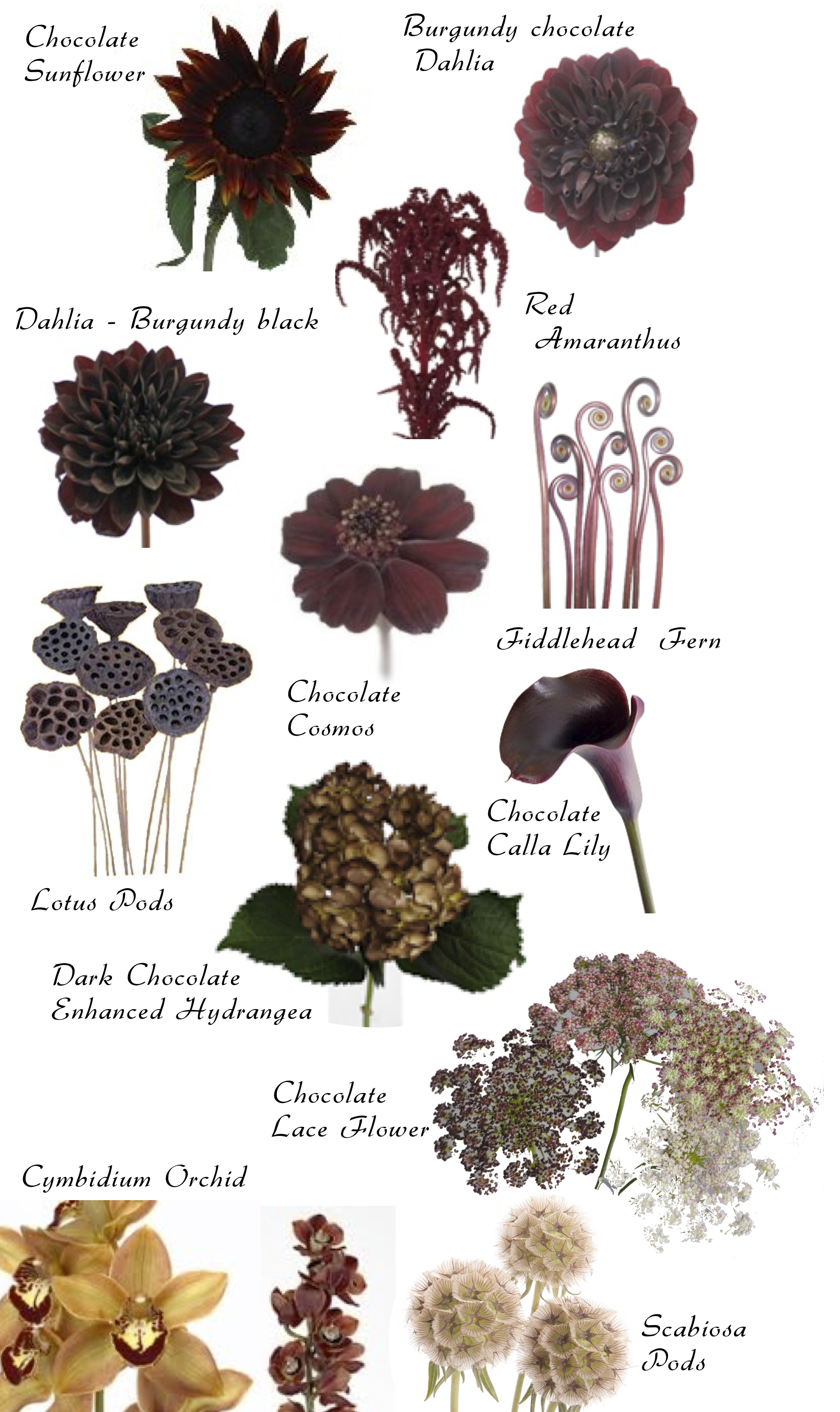 flowers that smell like chocolate