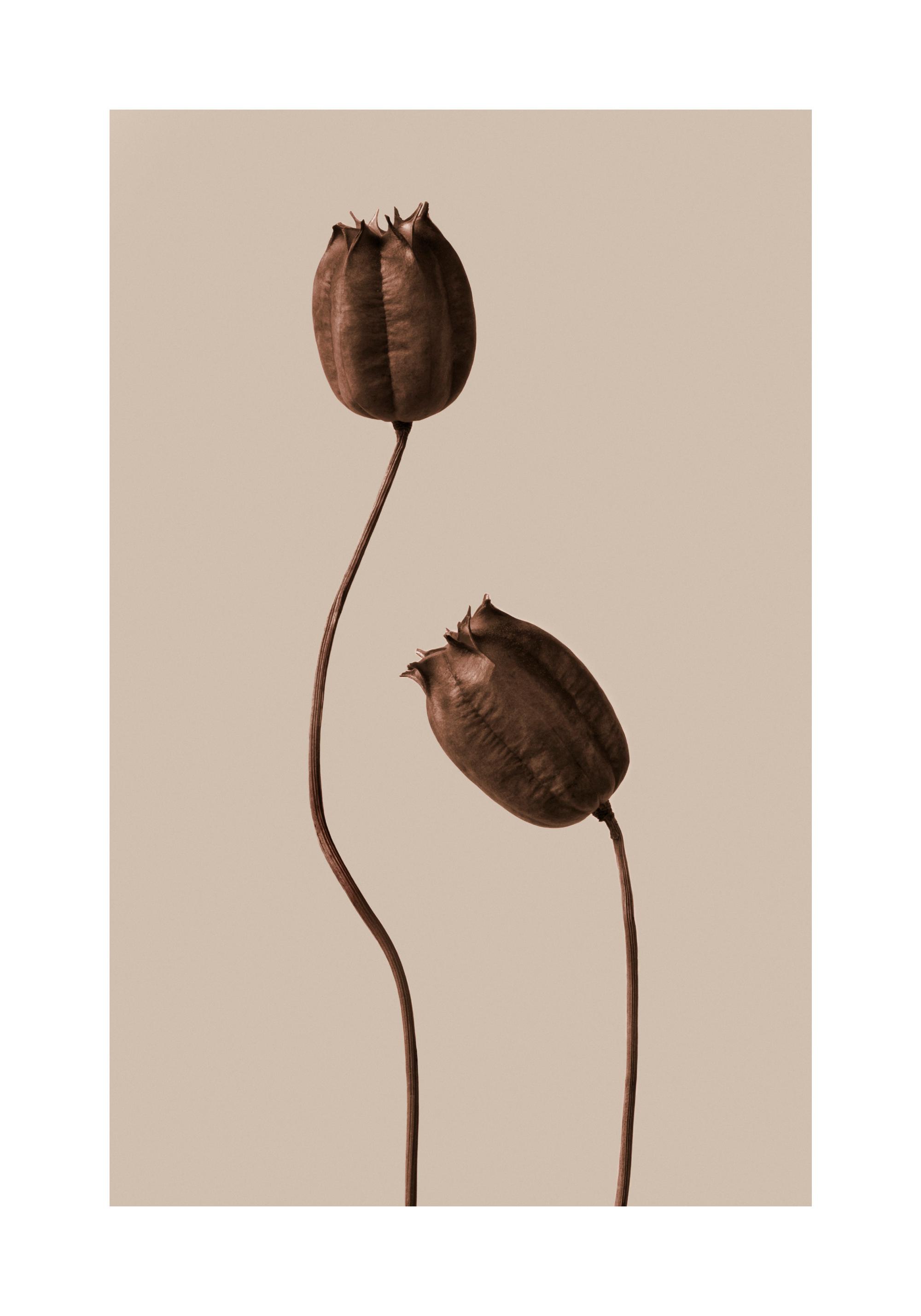 chocolate colored flowers