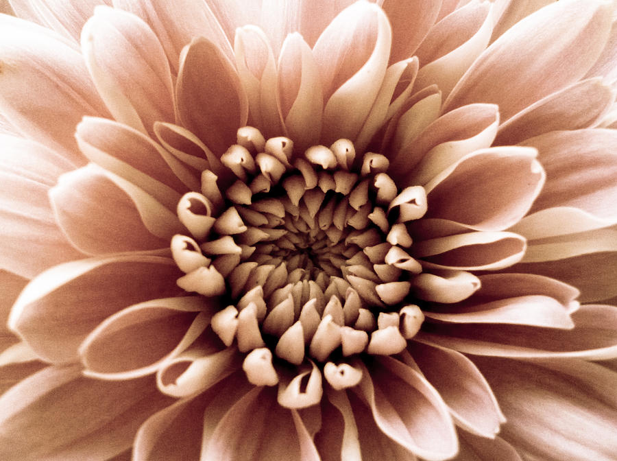 caramel brown flowers