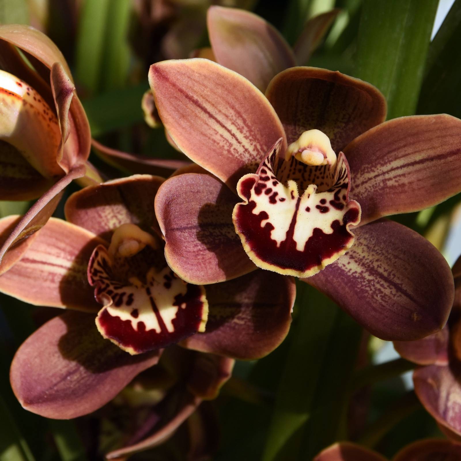 burgundy brown flowers