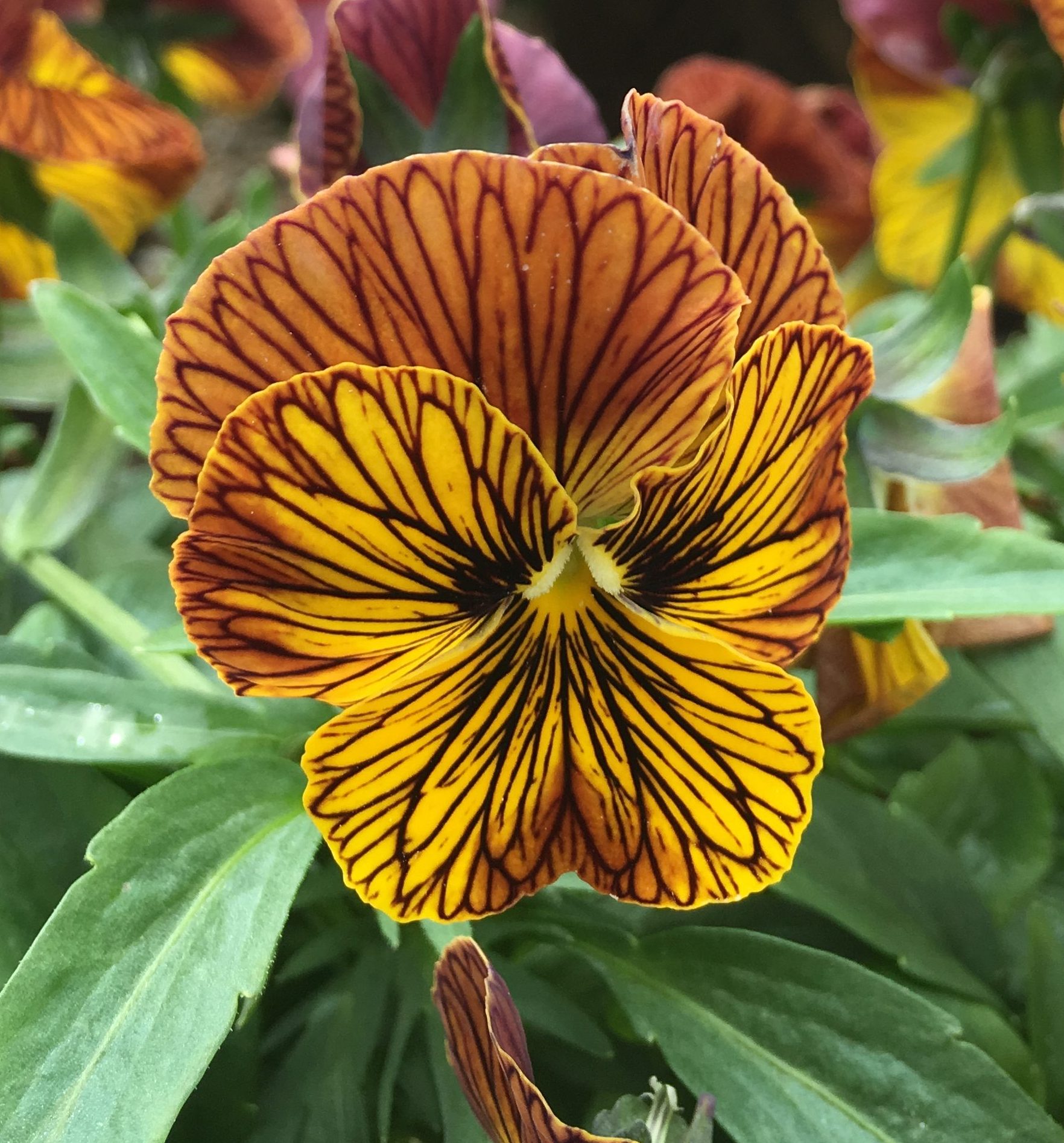 mocha brown flowers