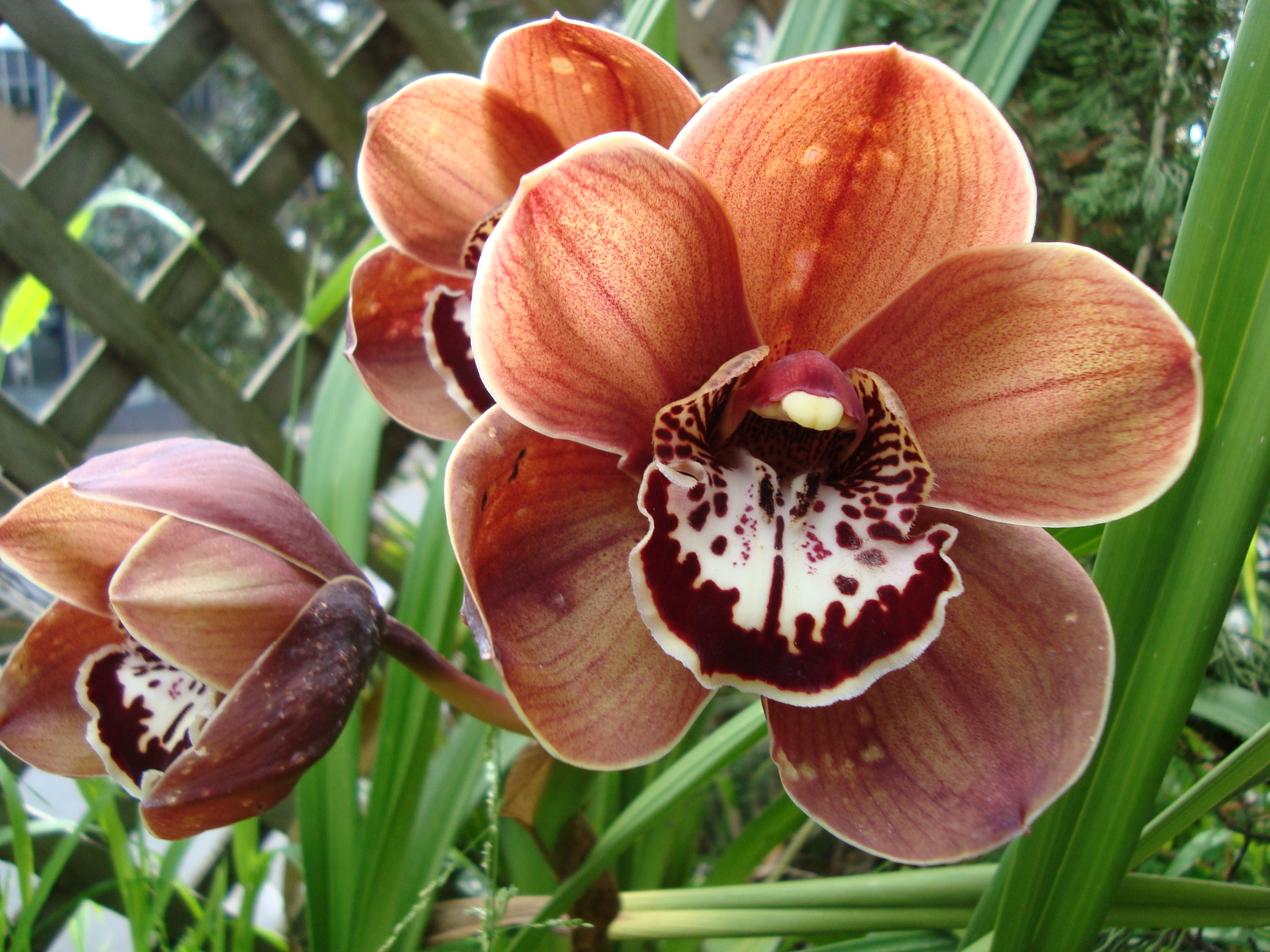 rustic flowers