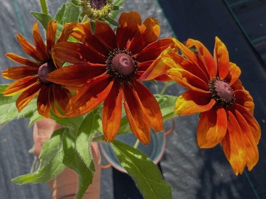 gothic flowers