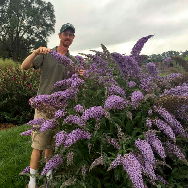 Buddleja davidii cultivars