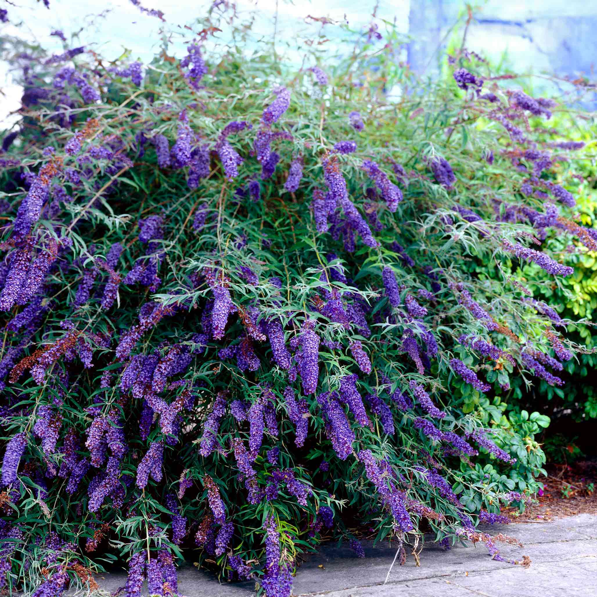 Non-invasive butterfly bush varieties