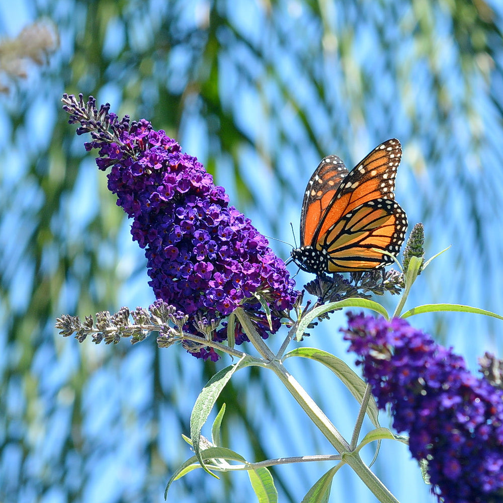 Sterile butterfly bush