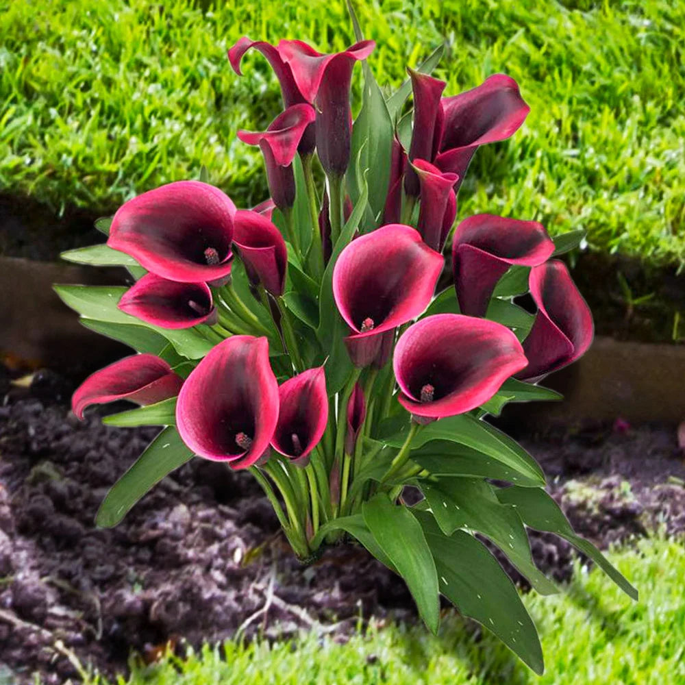 Calla lily meaning