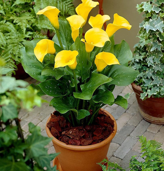 Calla lily symbolism by color