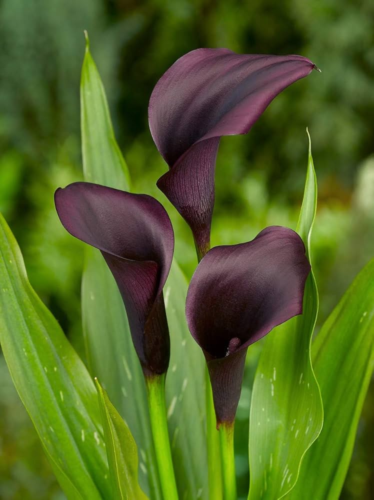 How to grow calla lilies