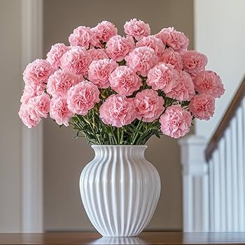 Dianthus caryophyllus