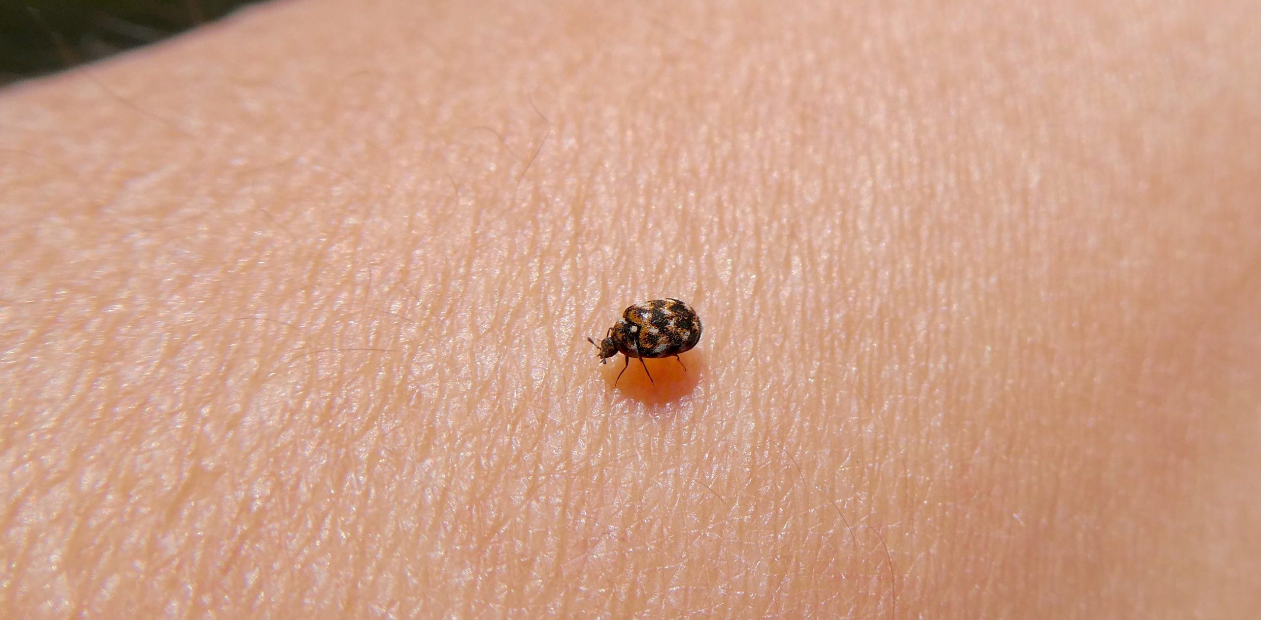 how to get rid of carpet beetles