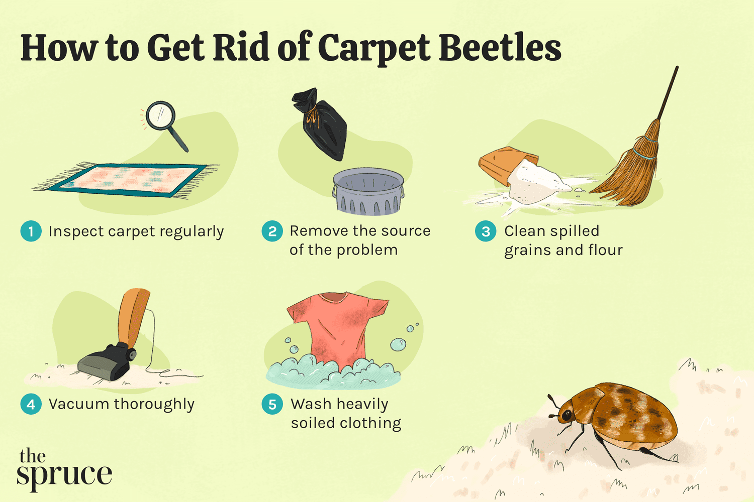 carpet beetle identification
