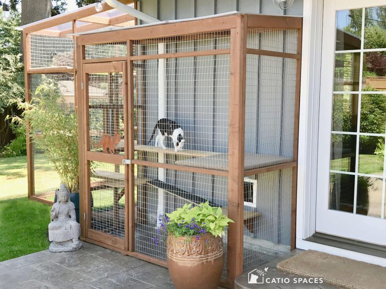 cat patio