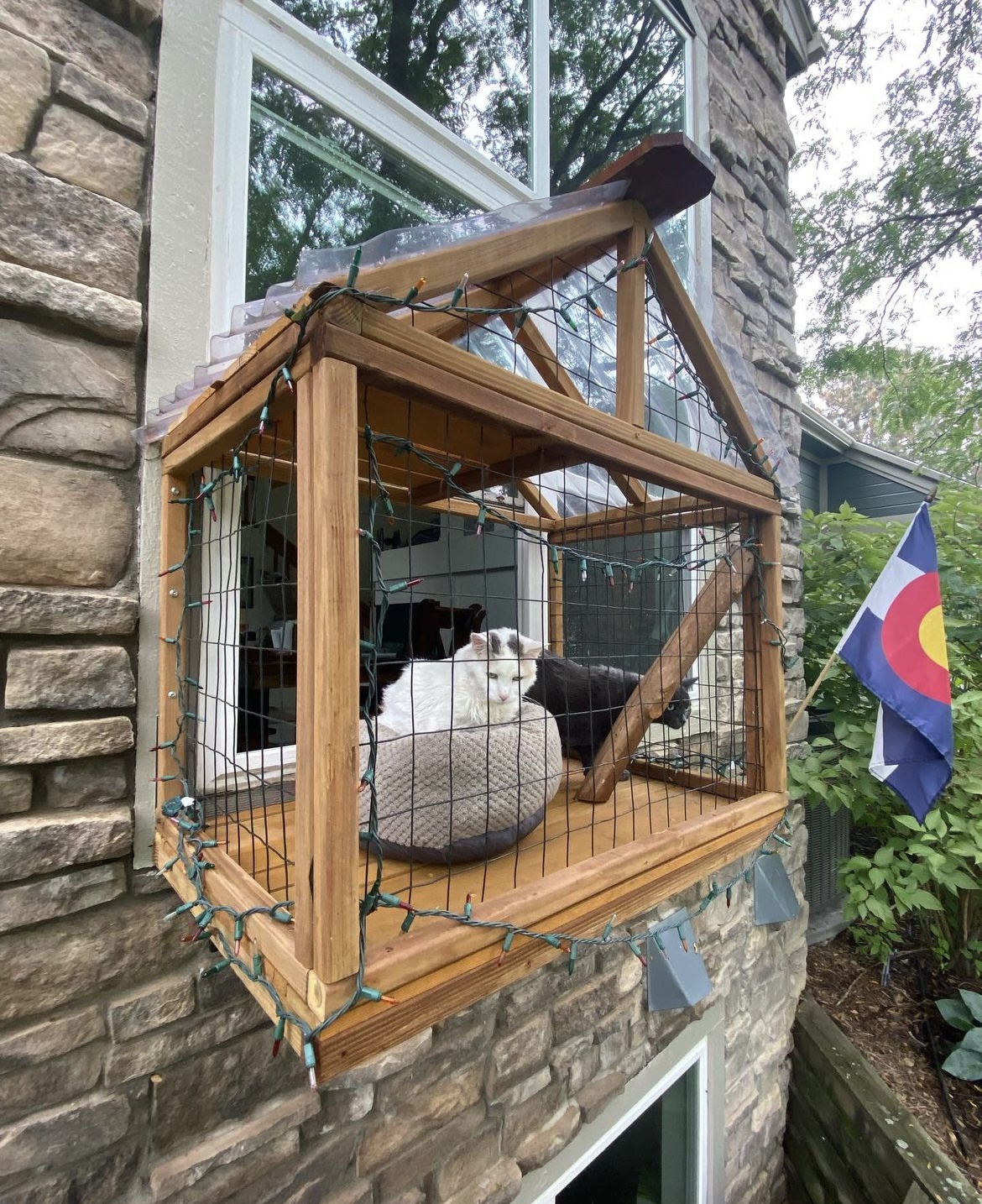 cat run