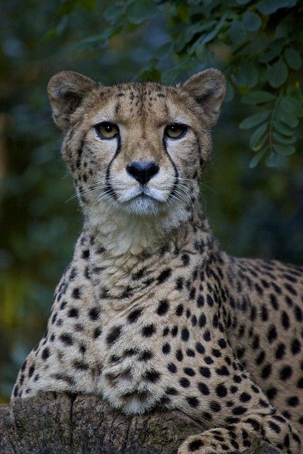 difference between cheetah and leopard spots