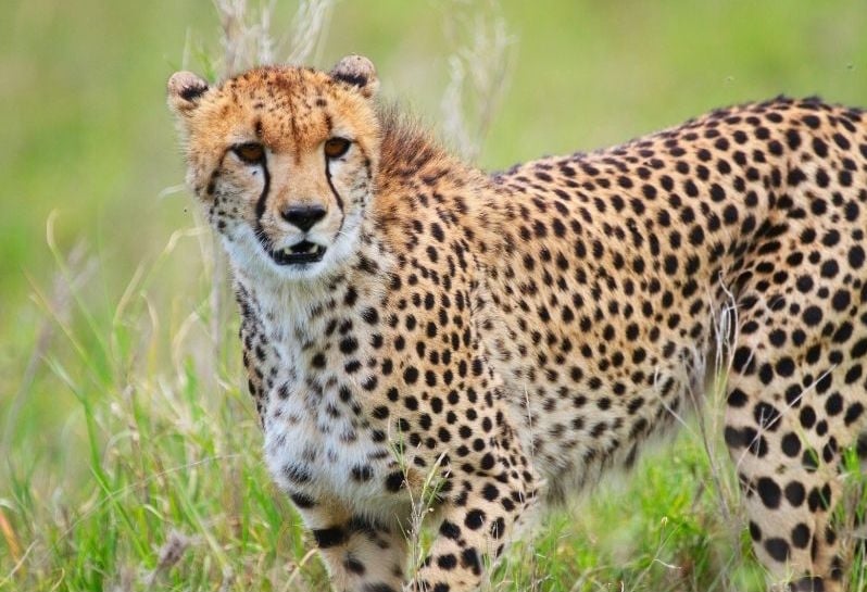 cheetah print texture