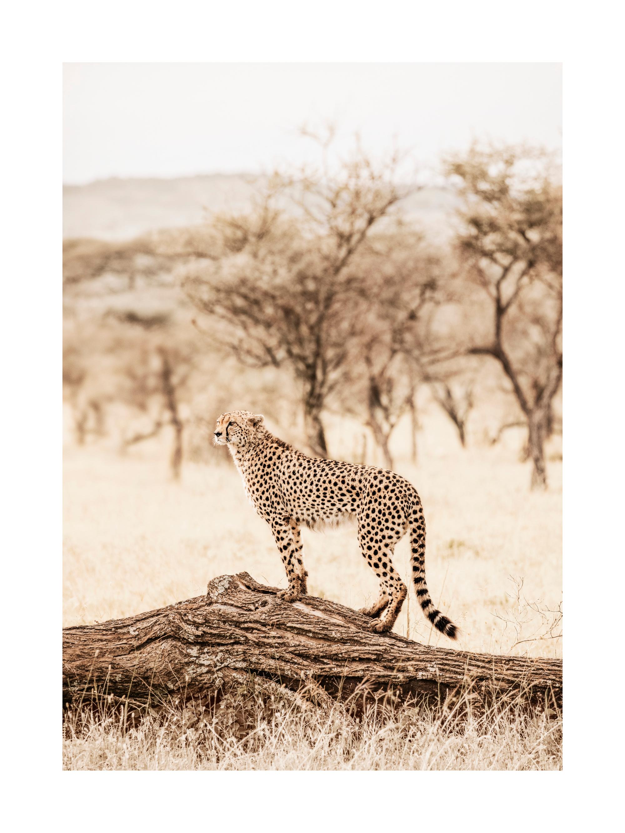 leopard print vs cheetah print