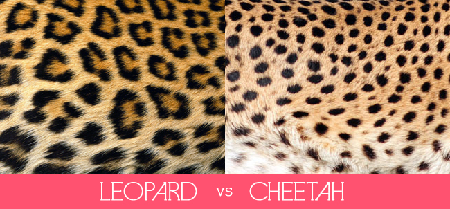 difference between cheetah and leopard spots