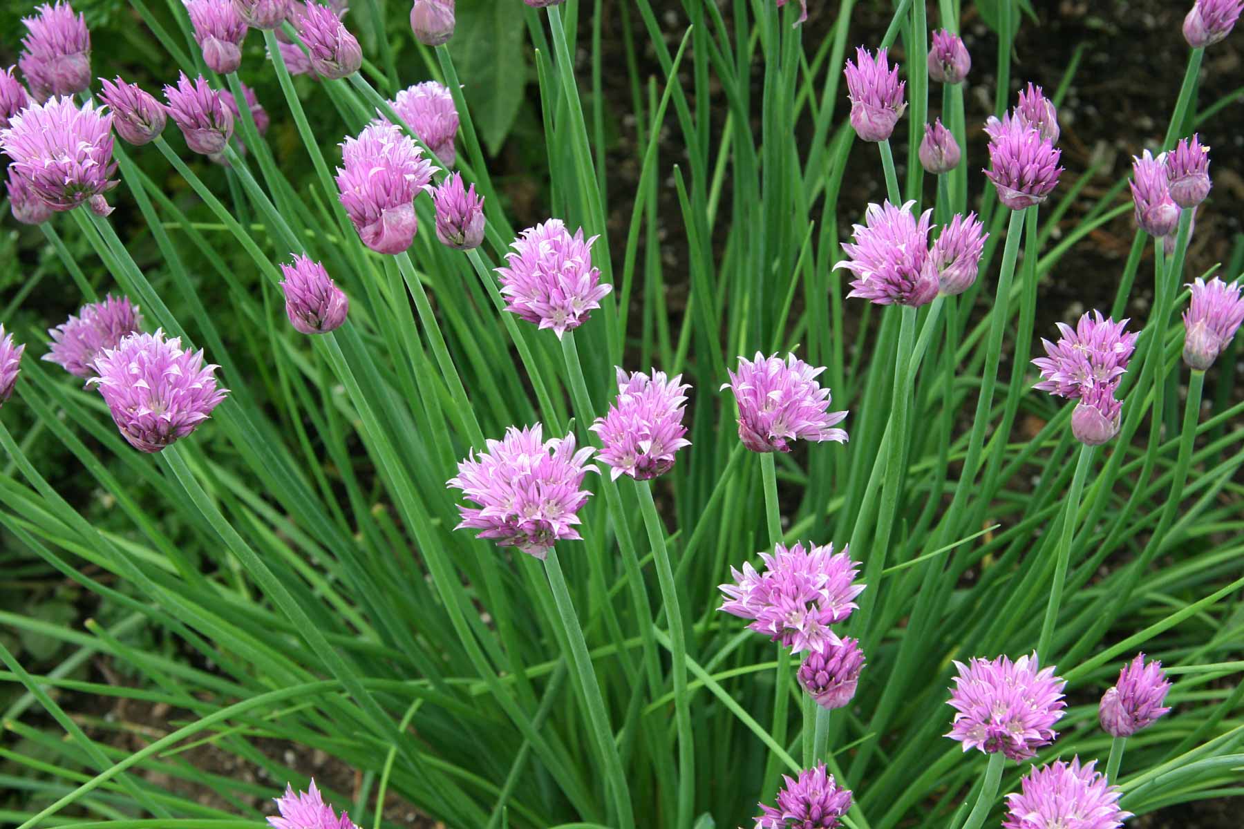 garlic chives